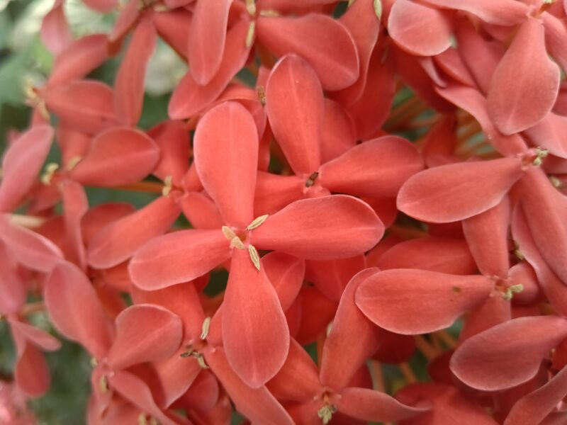 LincPlus T4 macro shot LincPlus T4 macro shot